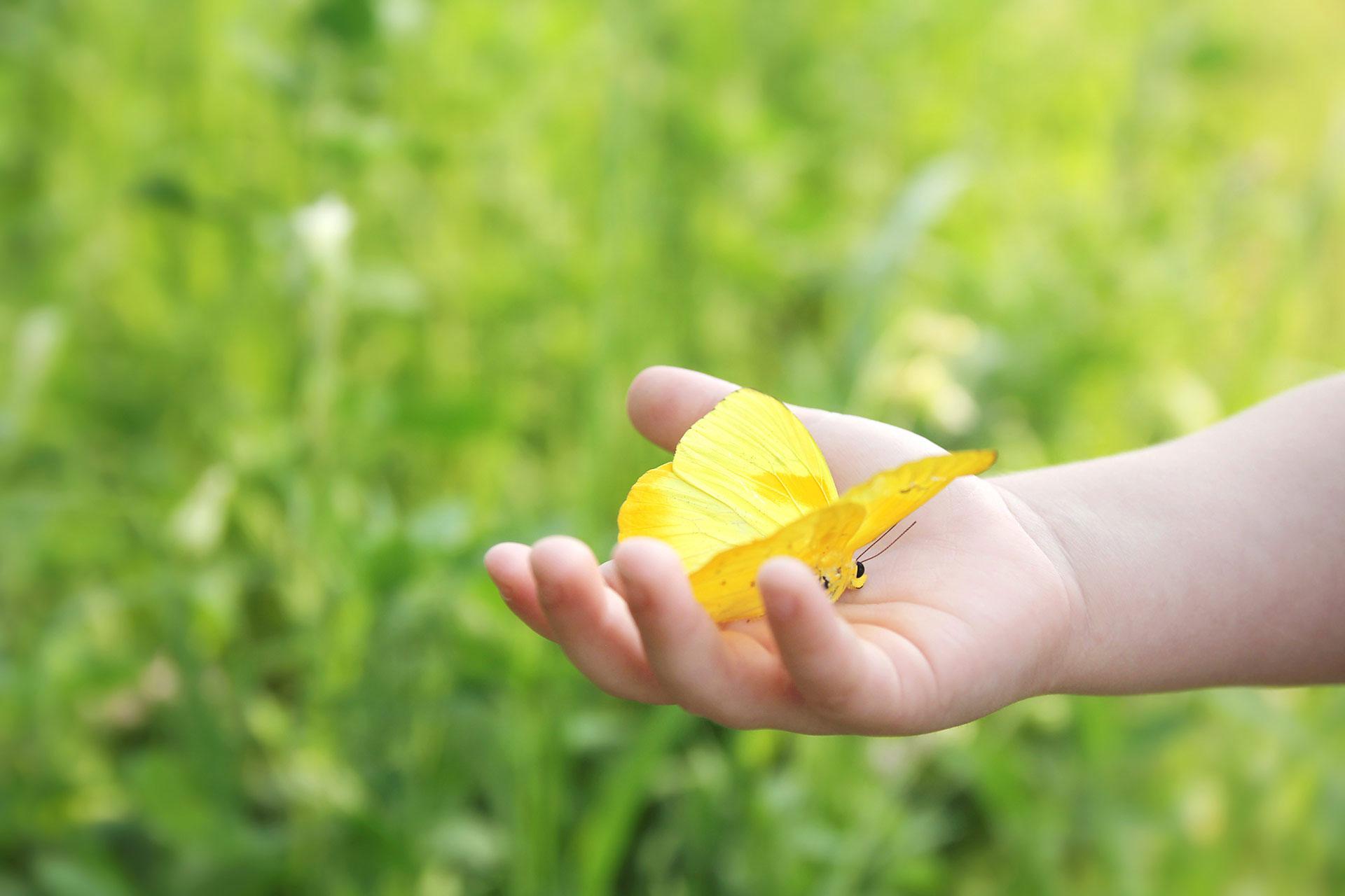 Kind hält einen Schmetterling in seiner Hand
